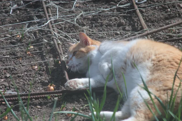 Auto Revuenon MC 200mm f3.3 (Pentax-K) - 00005737.webp