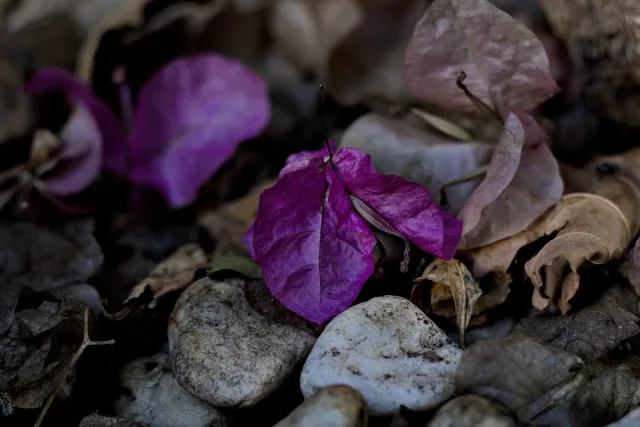 Zenith Helios-77M-4 50mm f1.8 VOMZ (M42) - 00001028.webp