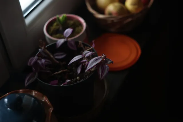 Jena Biotar 58mm f2.0 (wczesny, ~1953) (M42) - 00003205.webp