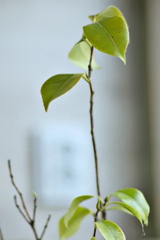 Carl Zeiss Jena Sonnar 180mm f2.8 MC (P6) - 00001533.webp