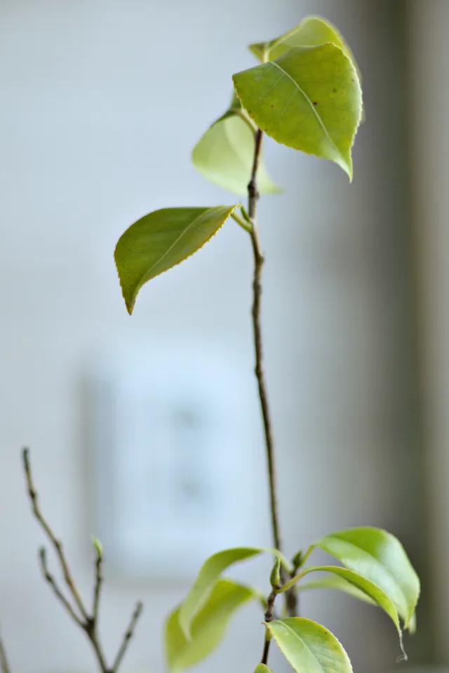 Carl Zeiss Jena Sonnar 180mm f2.8 MC (P6) - 00001533.webp