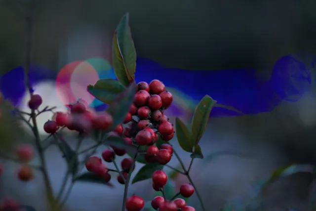 Zenith Helios-77M-4 50mm f1.8 VOMZ (M42) - 00001404.webp