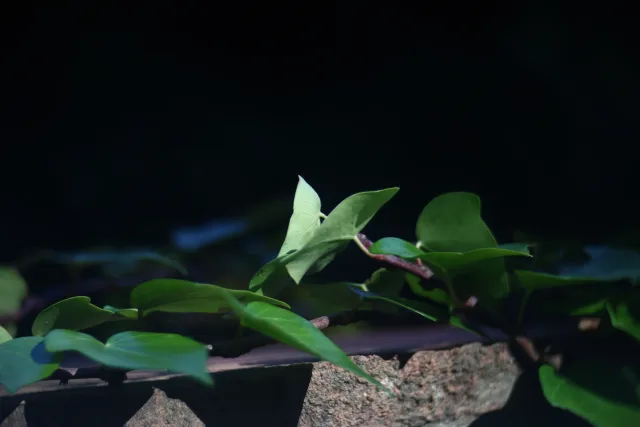 Simplex Ampro Ltd 2.5cala (63.5mm) f1.8 16mm (DIY) - 00003139.webp