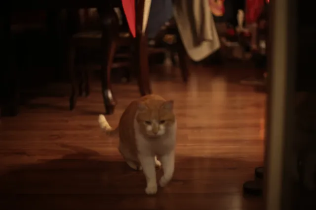 Ricoh Rikenon 50mm f1.4 (Pentax-K) - 00001797.webp