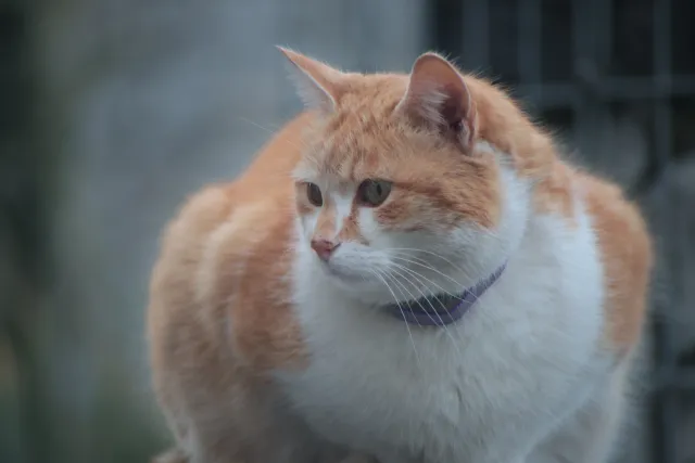 Miranda 75-300mm f4.5-5.6 MC Macro (Olympus OM) - 00005421.webp