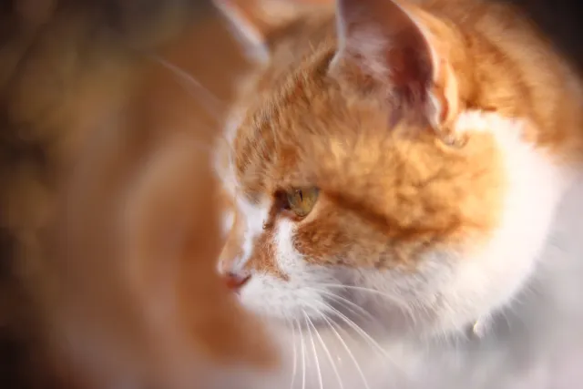 KOWA SUPER PROMINAR-16 50mm f1.2 Eiki 16mm (DIY) - 00002086.webp