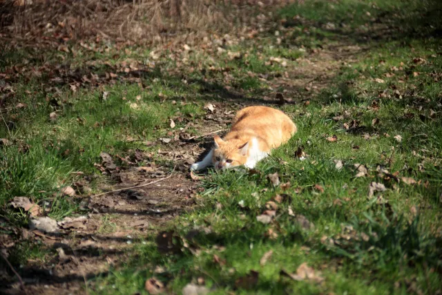 Vivitar Series 1 28-105mm f2.8-3.8 VMC Macro (Olympus OM) - 00005515.webp