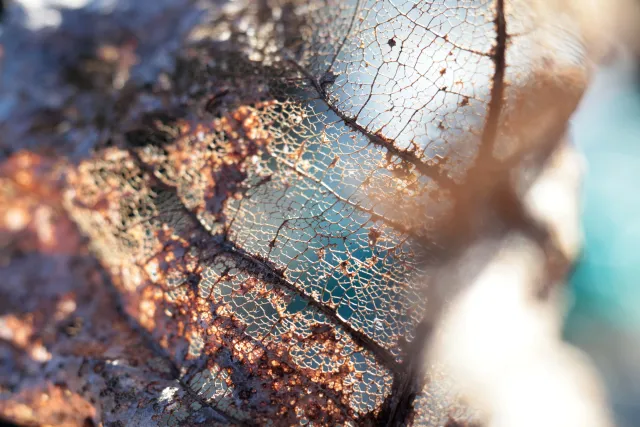 Canon Macro Lens FD 50mm f3.5 S.S.C. (FD) - 00004925.webp