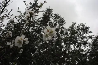 Carl Zeiss Flektogon f4 20mm (m42).md - 00004443.webp