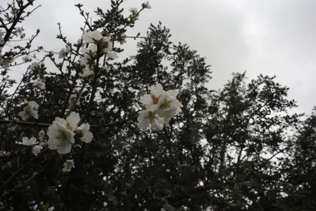 Carl Zeiss Flektogon f4 20mm (m42).md - 00004443.webp