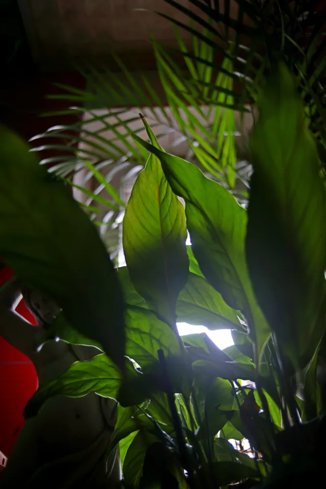 Hoya HMC Wide-auto 28mm f2.8 (FD) - 00005203.webp