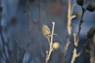 P.Angenieux Paris F.100mm.(M42) - 00000019.webp