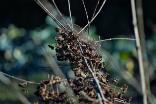 P.Angenieux Paris F.100mm.(M42) - 00000015.webp