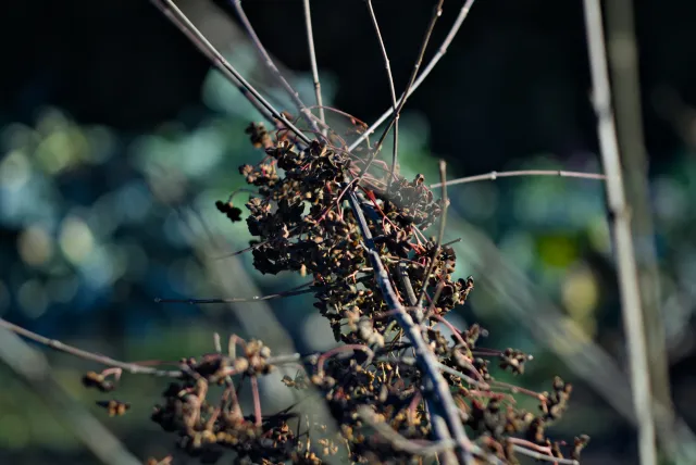 P.Angenieux Paris F.100mm.(M42) - 00000015.webp