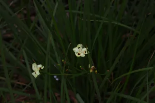 Minolta MC Rokkor-PF 55mm f1.7 (Minolta MCMD) - 00002882.webp