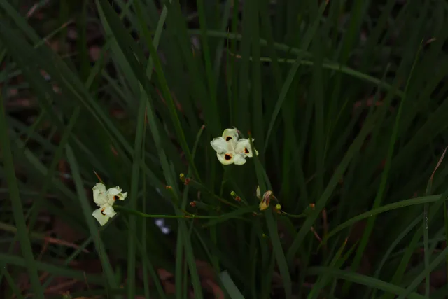 Minolta MC Rokkor-PF 55mm f1.7 (Minolta MCMD) - 00002882.webp