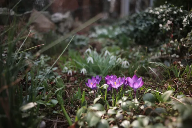 Minolta Rokkor 50mm f1.4 (Minolta MD) - 00005243.webp