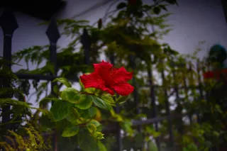 Tokina 28mm F2.8 RMC (Minolta MD) - 00002754.webp