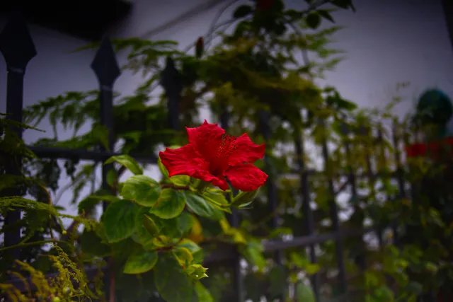 Tokina 28mm F2.8 RMC (Minolta MD) - 00002754.webp