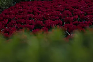 Zenith Helios-77M-4 50mm f1.8 VOMZ (M42) - 00001012.webp