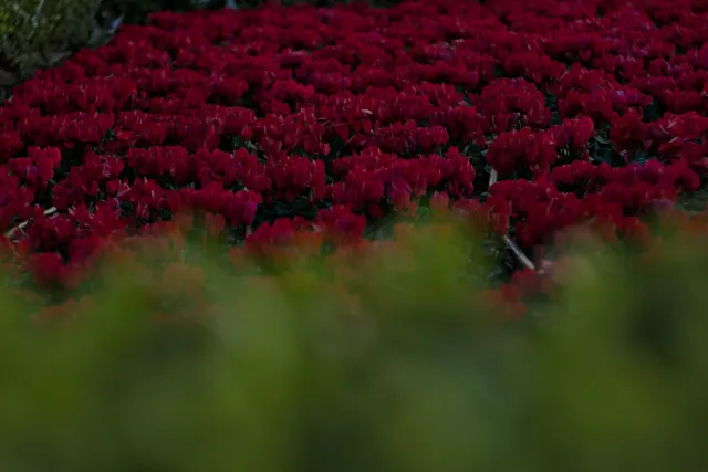 Zenith Helios-77M-4 50mm f1.8 VOMZ (M42) - 00001012.webp