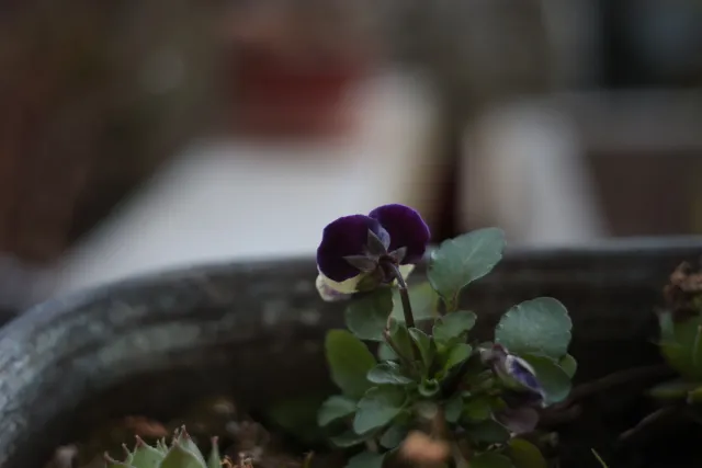 Kilfitt Makro-Kilar D f2.8 40mm (EXA) - 00004884.webp