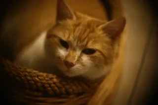 Simplex Ampro Ltd 4 (101.6mm) f2.8 16mm (DIY) - 00002127.webp