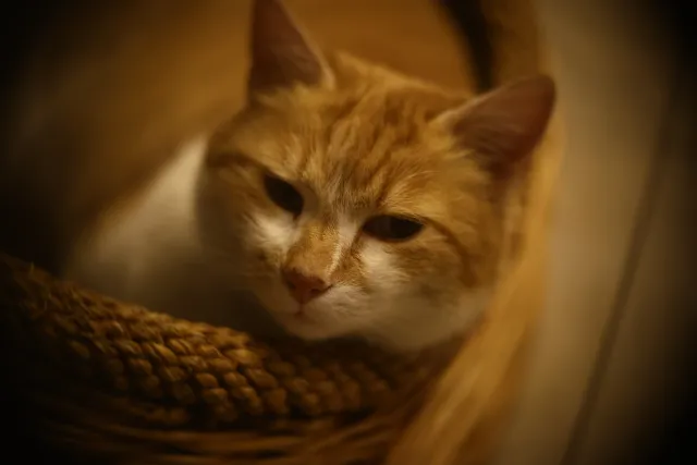 Simplex Ampro Ltd 4 (101.6mm) f2.8 16mm (DIY) - 00002127.webp