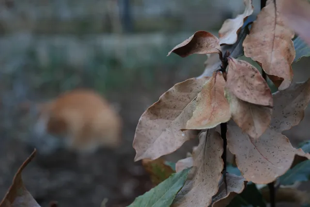 Canon Macro Lens FD 50mm f3.5 S.S.C. (FD) - 00005250.webp