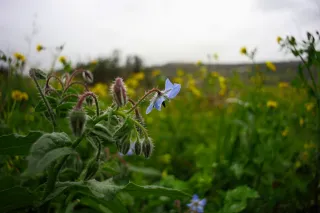 Carl Zeiss Flektogon f4 20mm (m42).md - 00004459.webp