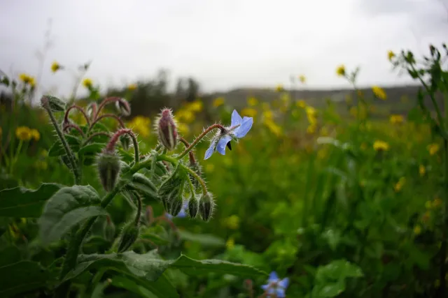 Carl Zeiss Flektogon f4 20mm (m42).md - 00004459.webp