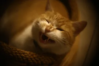 Simplex Ampro Ltd 4 (101.6mm) f2.8 16mm (DIY) - 00002128.webp