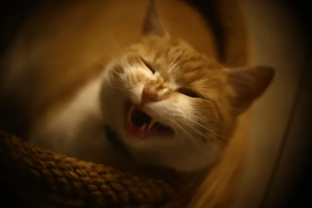 Simplex Ampro Ltd 4 (101.6mm) f2.8 16mm (DIY) - 00002128.webp