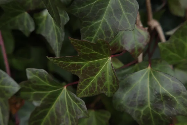 Formula 5 Gold Crown Macro Zoom 60-150mm f4 MC (M42) - 00005049.webp