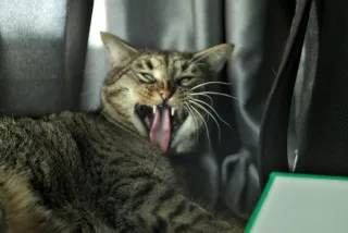 Prexer Krytos 85mm f2.8 (DIY) - 00001493.webp