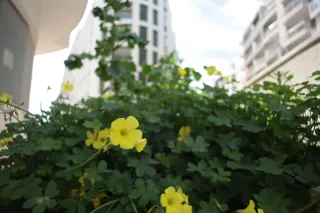 Carl Zeiss Flektogon f4 20mm (m42).md - 00003288.webp