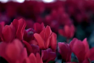 Zenith Helios-77M-4 50mm f1.8 VOMZ (M42) - 00000975.webp