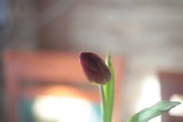 Helios 44-2 (M42) - 00005054.webp