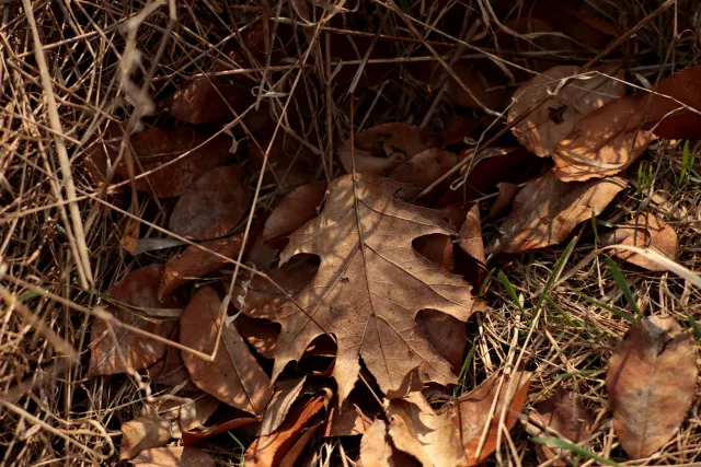 Canon Lens FD 135mm f2.5 S.C. (FD) - 00005271.webp