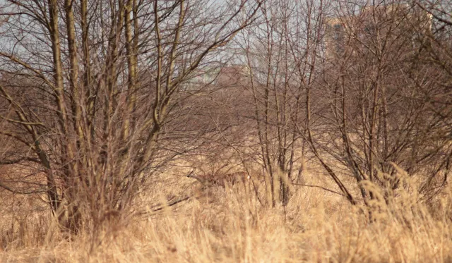 Canon Lens FD 135mm f2.5 S.C. (FD) - 00005270.webp