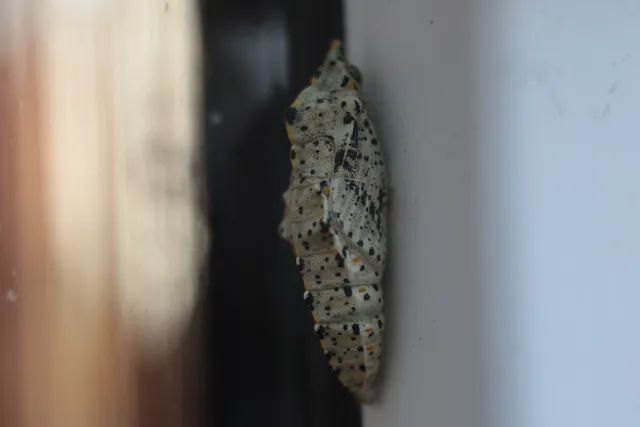 Kilfitt Makro-Kilar D f2.8 40mm (EXA) - 00005290.webp