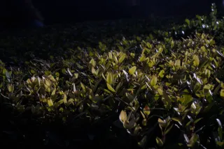 Meyer-Optik Görlitz Primagon 35mm f4.5 (M42) - 00001199.webp