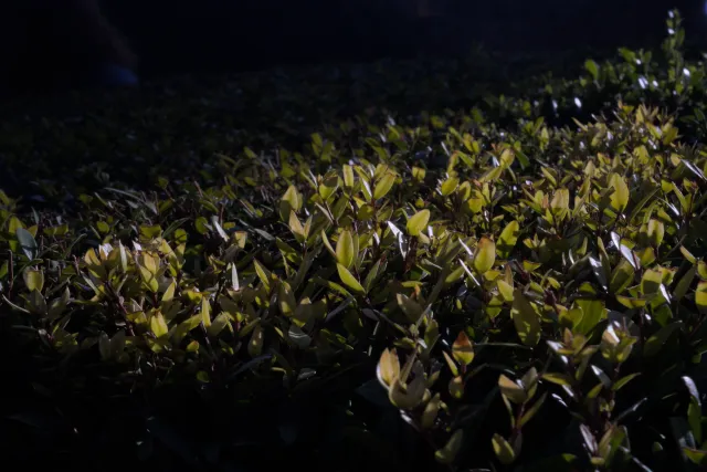 Meyer-Optik Görlitz Primagon 35mm f4.5 (M42) - 00001199.webp