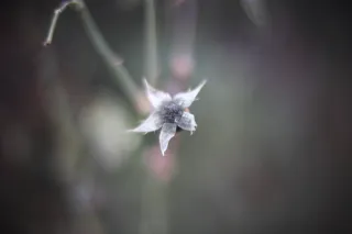 KOWA SUPER PROMINAR-16 50mm f1.2 Eiki 16mm (DIY) - 00002063.webp