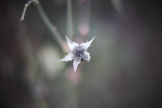 KOWA SUPER PROMINAR-16 50mm f1.2 Eiki 16mm (DIY) - 00002063.webp