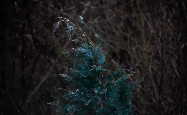 Spiratone Plura-Coat SharpShooter-S 400mm f6.3 (T2-M42) - 00005001.webp