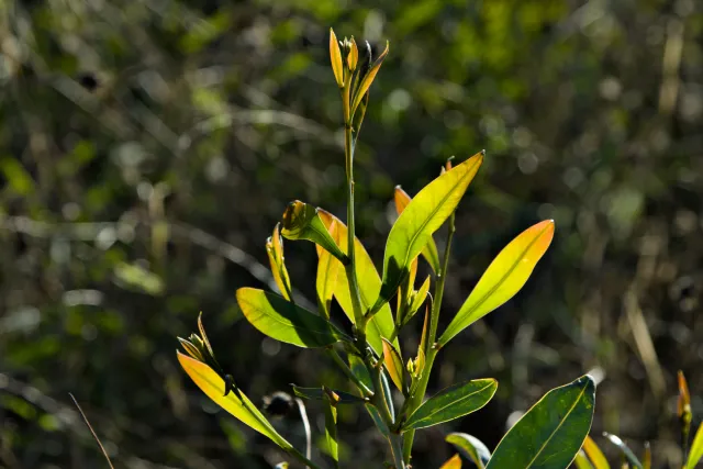 Tamron 28-300mm F3.5-6.3 (EF) - 00000770.webp