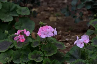 Tamron 28-300mm F3.5-6.3 (EF) - 00004187.webp