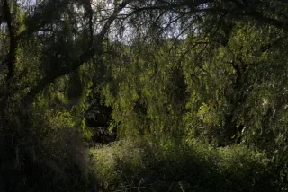 Tamron 28-300mm F3.5-6.3 (EF) - 00000771.webp