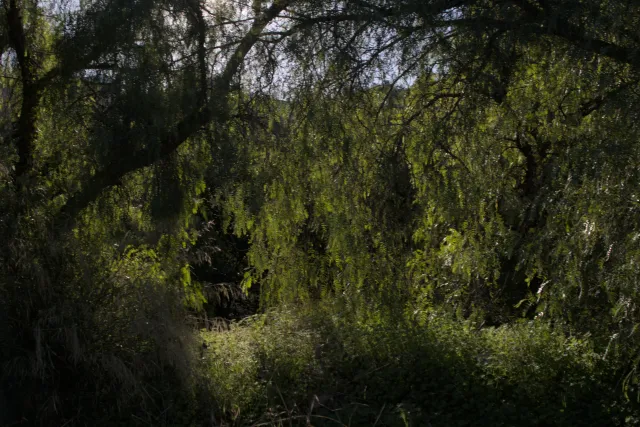 Tamron 28-300mm F3.5-6.3 (EF) - 00000771.webp